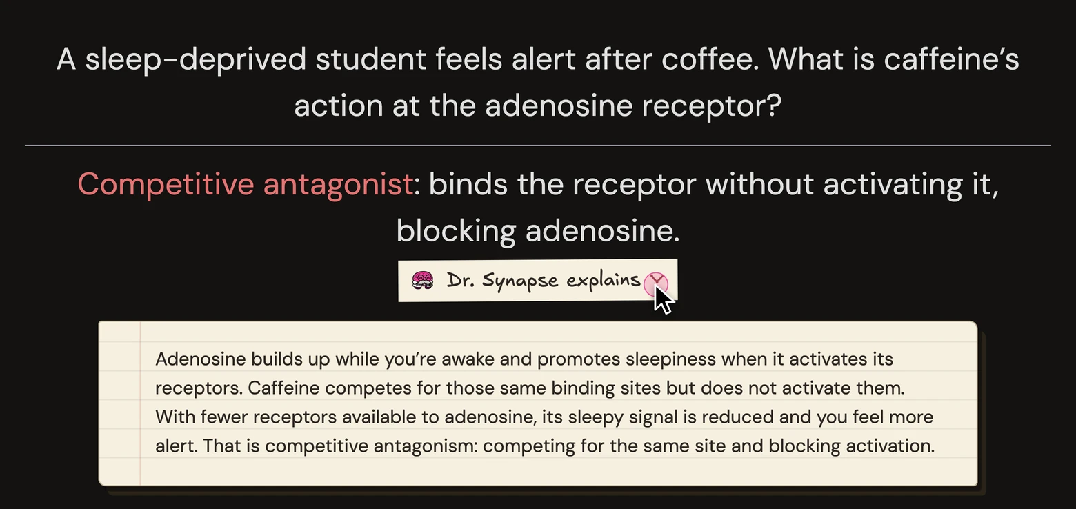 The same short caffeine card, with a cursor clicking Dr. Synapse explains to open it: caffeine competes for adenosine receptor binding sites without activating them, reducing the sleepy signal.
