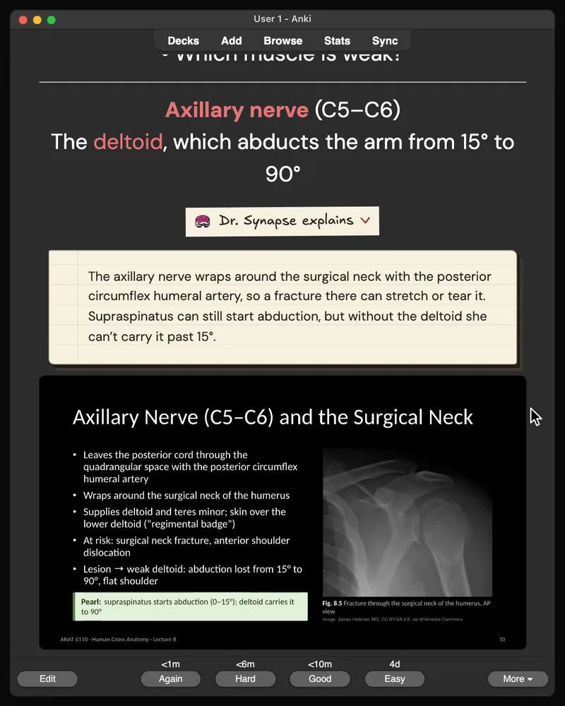 A card from the 30-card deck open in Anki: the answer, Dr. Synapse’s explanation and the lecture slide it came from