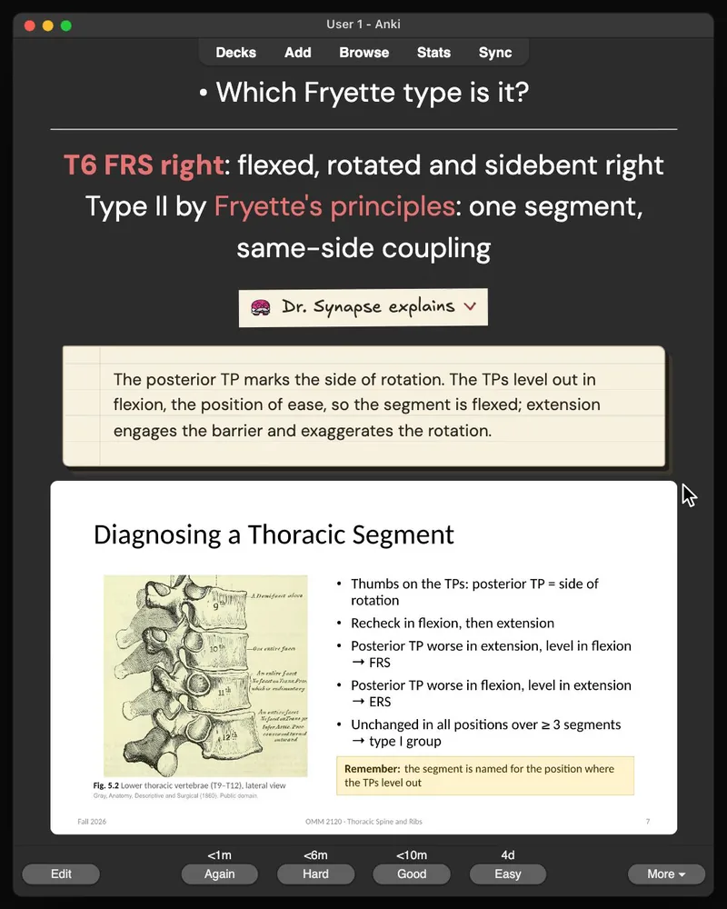 A card from the 31-card deck open in Anki: the answer, Dr. Synapse’s explanation and the lecture slide it came from