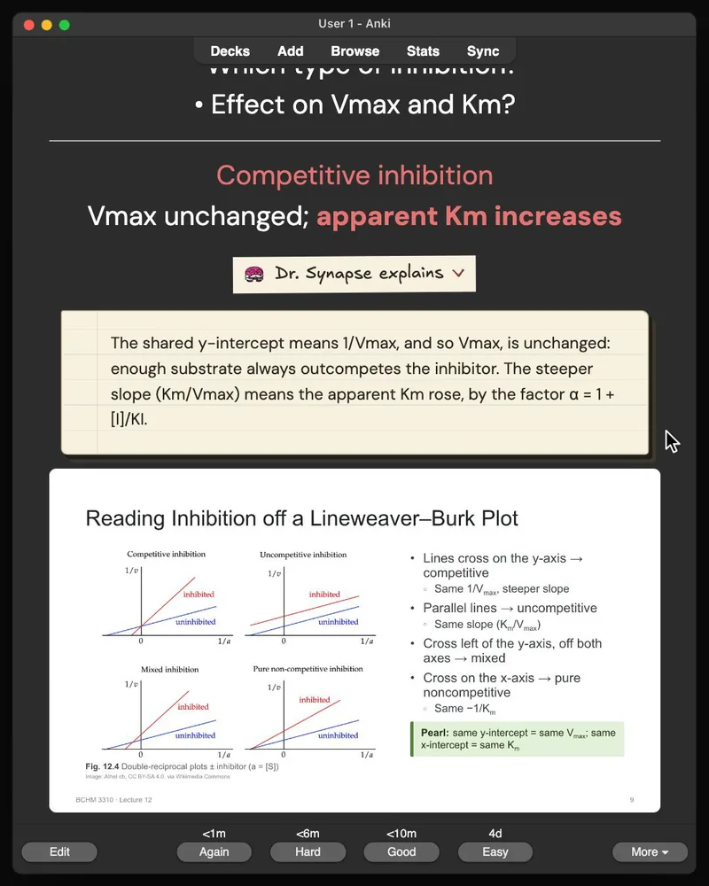 A card from the 32-card deck open in Anki: the answer, Dr. Synapse’s explanation and the lecture slide it came from