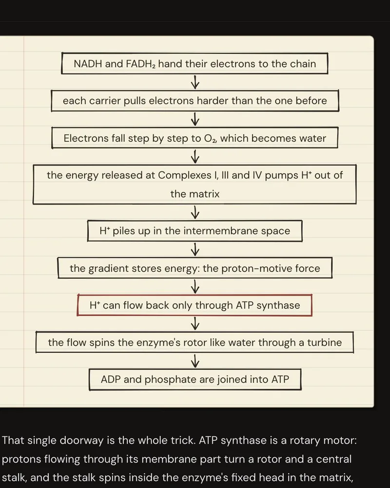 A Story chapter with each step of the electron transport chain drawn out beside the explanation