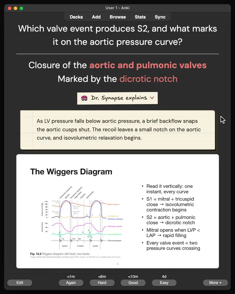 A card from the 32-card deck open in Anki: the answer, Dr. Synapse’s explanation and the lecture slide it came from
