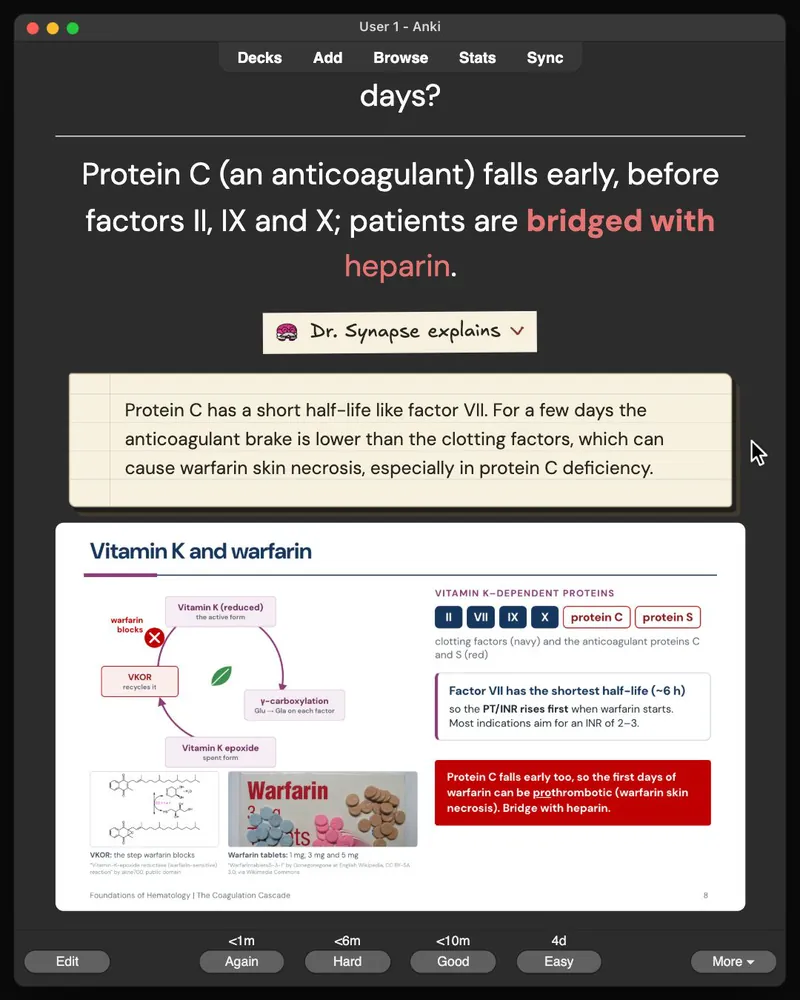 A card from the 35-card deck open in Anki: the answer, Dr. Synapse’s explanation and the lecture slide it came from