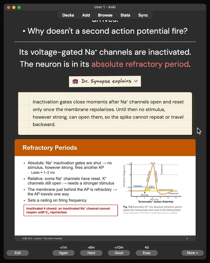 A card from the 31-card deck open in Anki: the answer, Dr. Synapse’s explanation and the lecture slide it came from