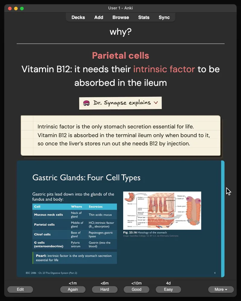 A card from the 31-card deck open in Anki: the answer, Dr. Synapse’s explanation and the lecture slide it came from