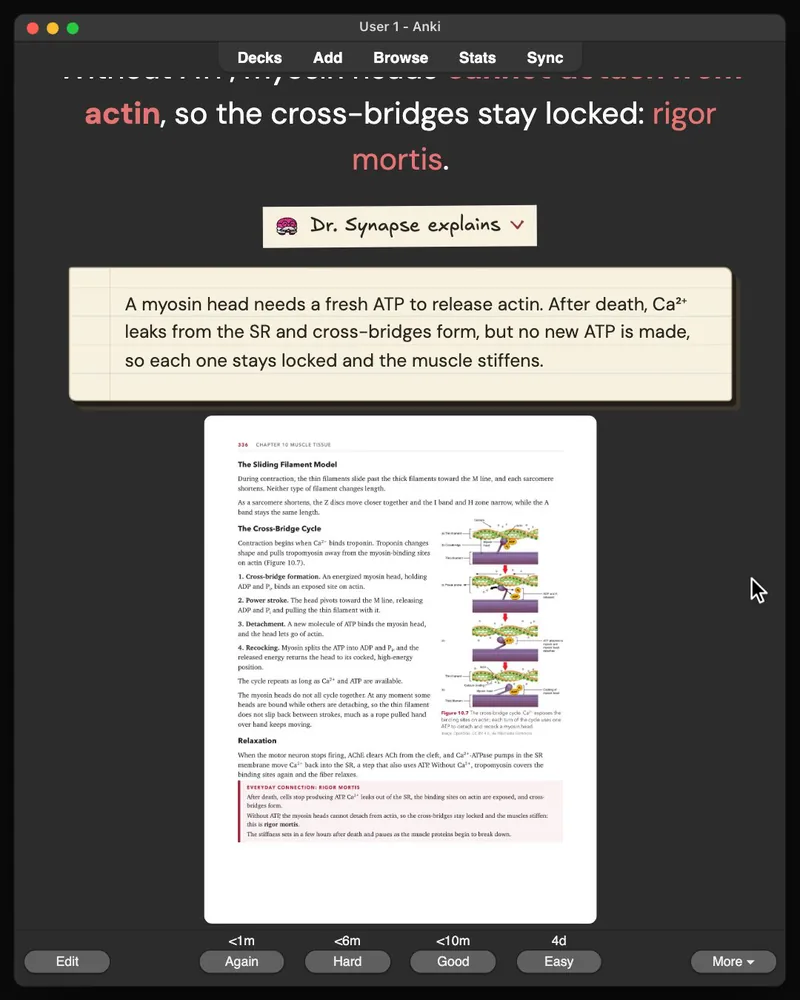 A card from the 31-card deck open in Anki: the answer, Dr. Synapse’s explanation and the lecture slide it came from